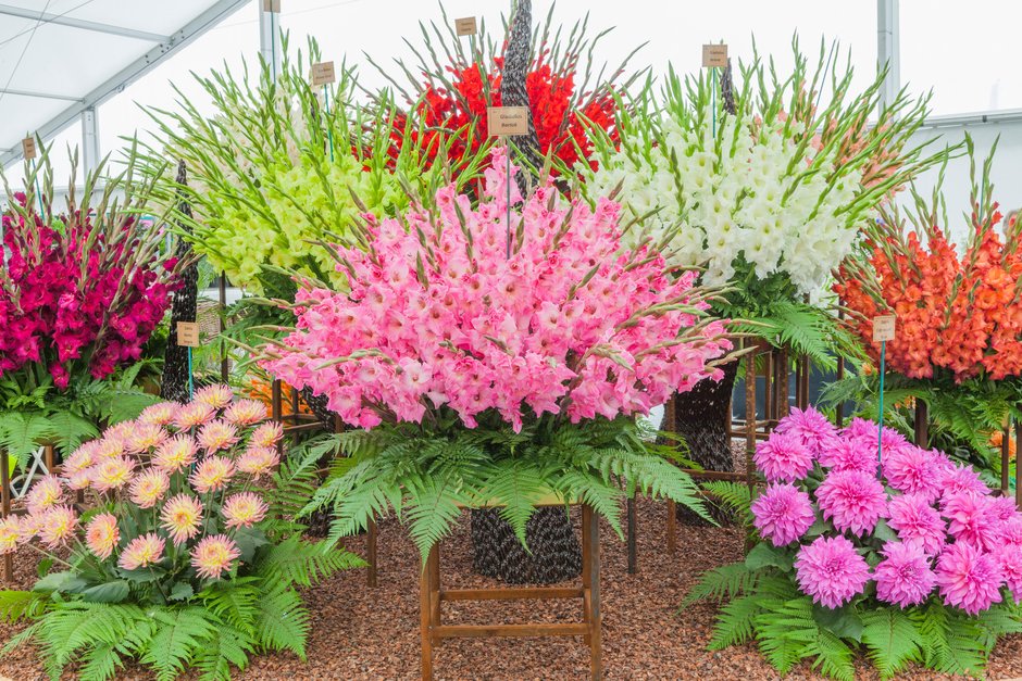 RHS Chatsworth Flower Show 2018